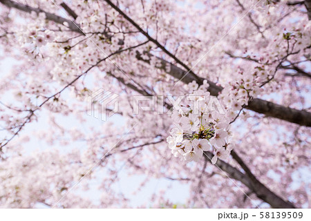 桜 つぼみ 開花 晴天 ピンク 青 緑 雲 チェリーブロッサム 桜 つぼみ 開花 晴天 ピンク 青 緑 雲 チェリーブロッサム 58139509
