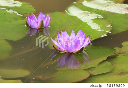 あしかがフラワーパークで開花したスイレン(1) 58139899