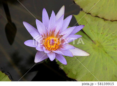 あしかがフラワーパークで開花したスイレン(4) 58139915