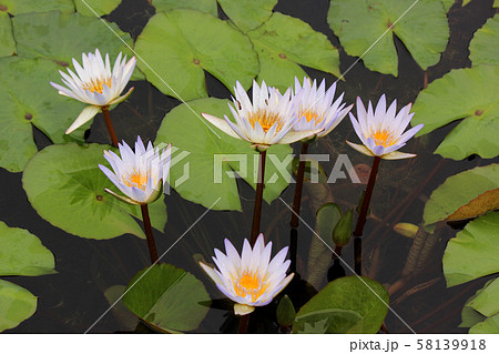 あしかがフラワーパークで開花したスイレン(5) 58139918