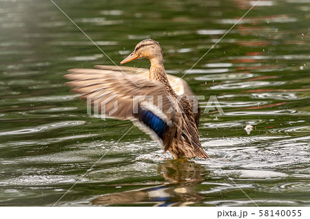 Duck takes off from a pond, wide open wings. 58140055