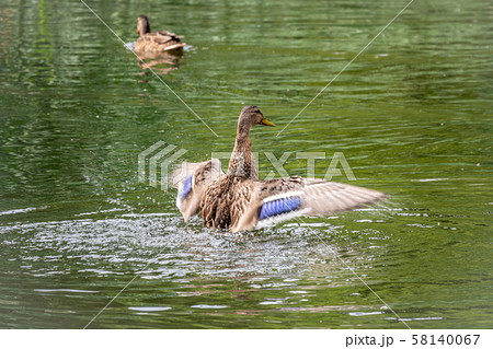 Duck takes off from a pond, wide open wings. Duck takes off from a pond, wide open wings. 58140067