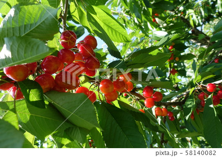 サクランボ 58140082