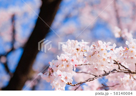 満開の桜 満開の桜 58140084