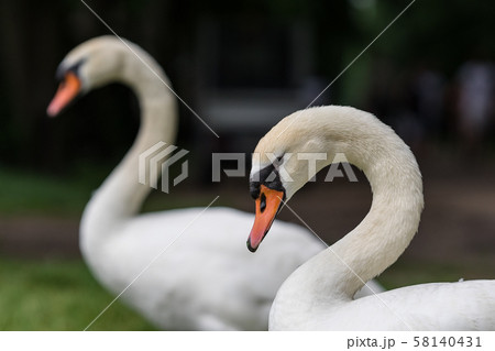 Picture of baby swan cygnets in the grass with young baby swans 58140431