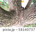 木の付け根 58140737