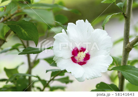 ムクゲ 58141643
