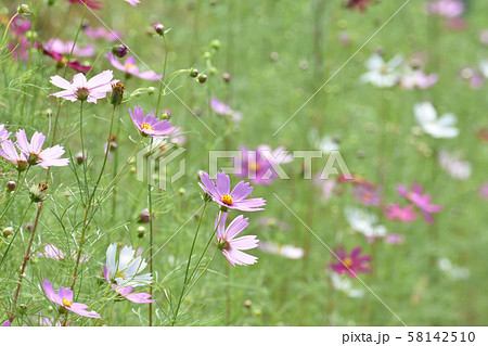コスモス 58142510