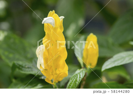 パキスタキス パキスタキス 58144280