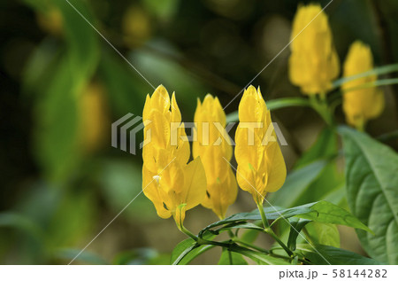 パキスタキス パキスタキス 58144282