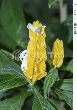 パキスタキス 58144284