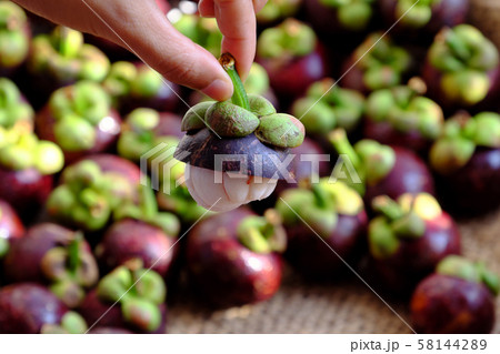 woman hand hold Mangosteen cut in half o Mangostana Garcinia background woman hand hold Mangosteen cut in half o Mangostana Garcinia background 58144289