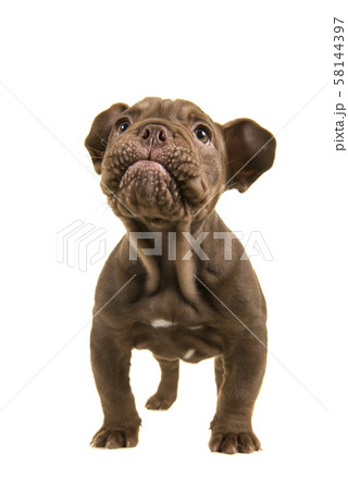 Standing adorable funny old english bulldog puppy 58144397