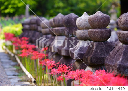 元興寺・石碑と彼岸花１ 58144440