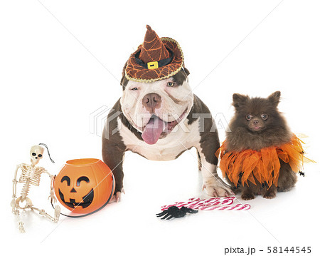 american bully and spitz 58144545