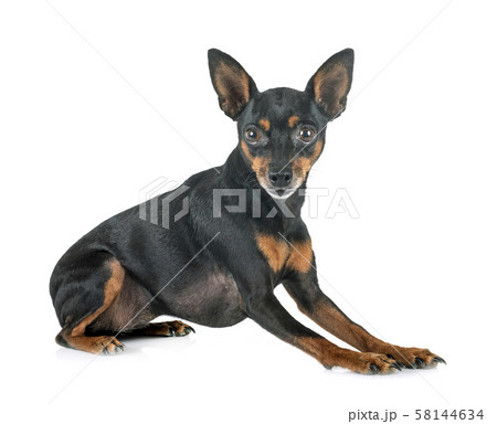 miniature pinscher in studio 58144634