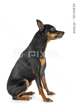 miniature pinscher in studio 58144639