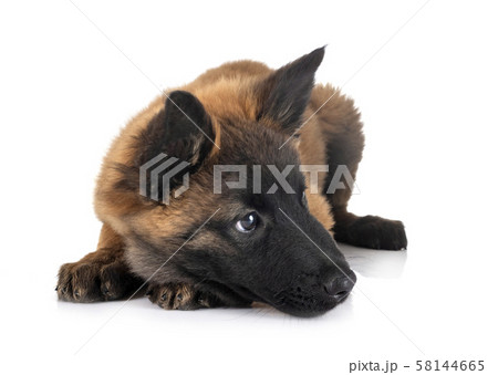 puppy tervueren dog in studio 58144665