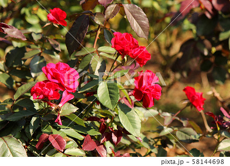 「ユーロピアーナ」という名の赤いバラ(2) 58144698