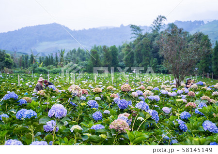 Hydrangea flower garden at Chiang Mai Hydrangea flower garden at Chiang Mai 58145149