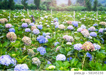 Hydrangea flower garden at Chiang Mai Hydrangea flower garden at Chiang Mai 58145150
