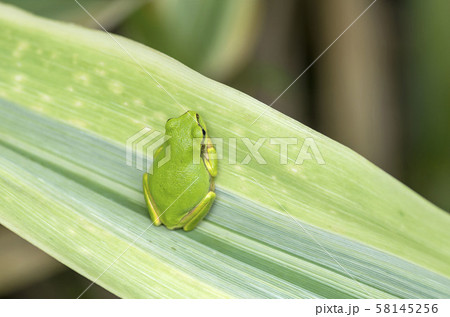 アマガエル 58145256