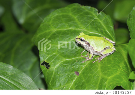 アマガエル 58145257