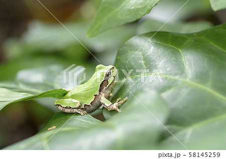 アマガエル 58145259