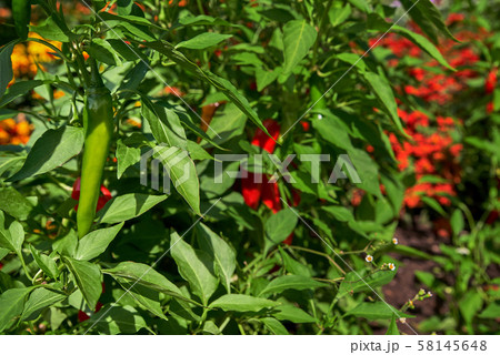 Hot chilli pepper, Organic farm.  58145648