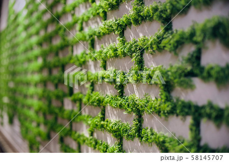 White brick wall with moss growing out of it. 58145707