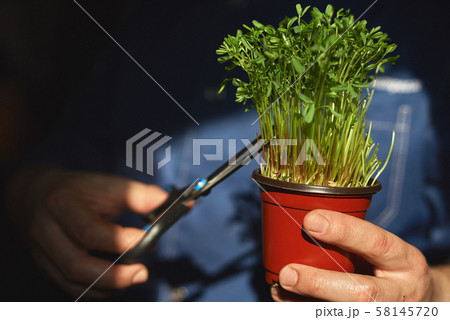 Pot with green pea sprouts in the hands of a cook 58145720