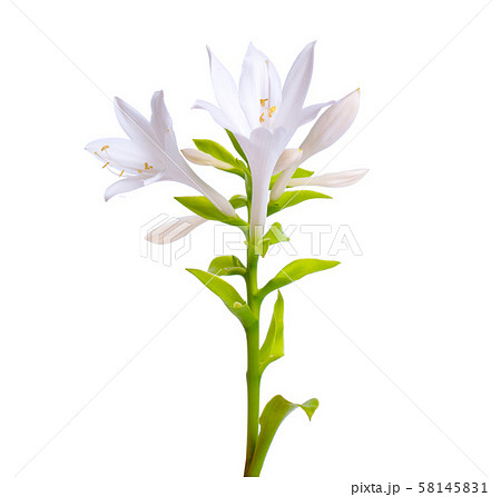 Flowers Hosta plantaginea isolated on white 58145831