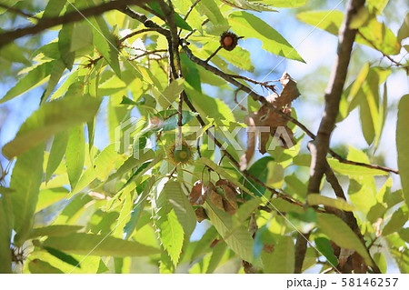 クヌギのドングリ 58146257