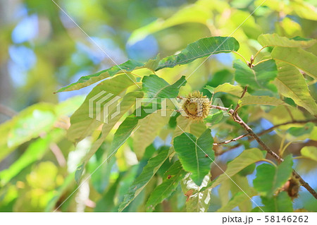 クヌギのドングリ 58146262