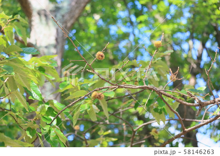 クヌギのドングリ 58146263