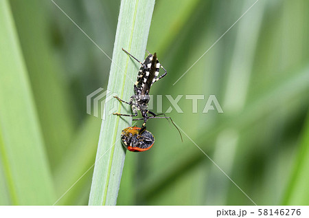 シマサシガメ 58146276