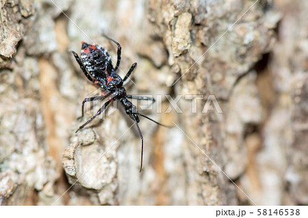 ヨコズナサシガメ 58146538