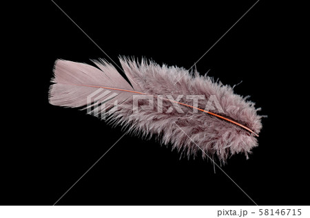 Colored bird feather isolated on black background Colored bird feather isolated on black background 58146715