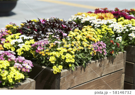 プランター 58146732