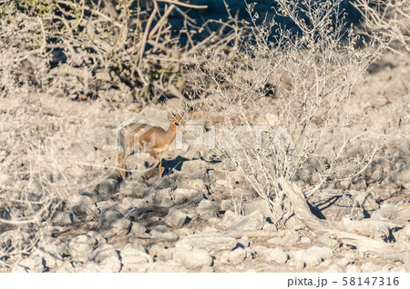 A Dik Dik hiding behind bushes in Etosha 58147316