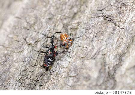 ヨコズナサシガメ 58147378