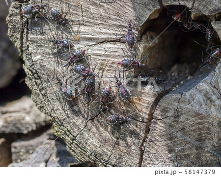 ヨコズナサシガメ 58147379