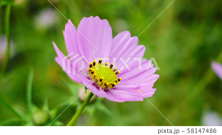 秋(コスモス) 秋(コスモス) 58147486