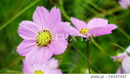 秋(コスモス） 58147487
