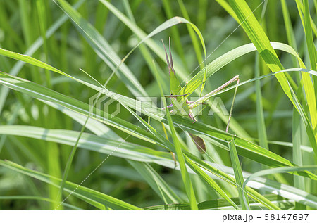ショウリョウバッタ 58147697