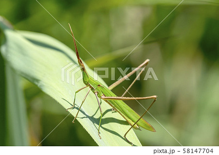 ショウリョウバッタ 58147704