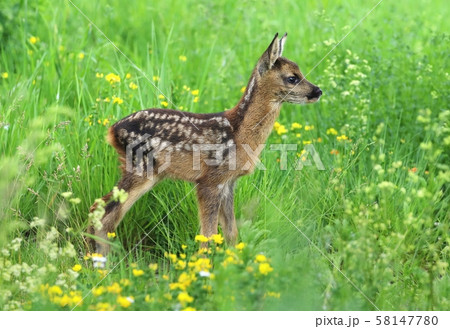 Adorable  roe deer fawn Capreolus capreolus 58147780
