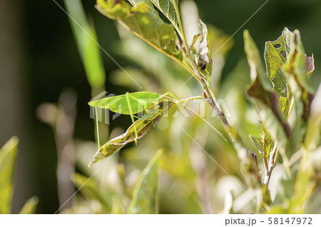 ツユムシ 58147972