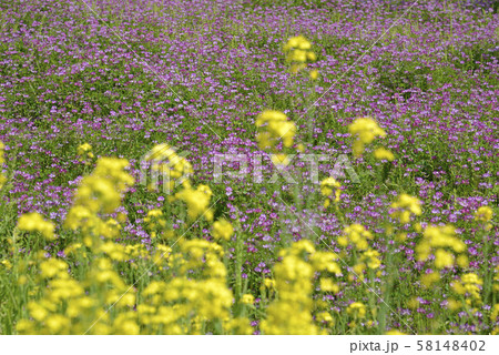 レンゲと菜の花 58148402
