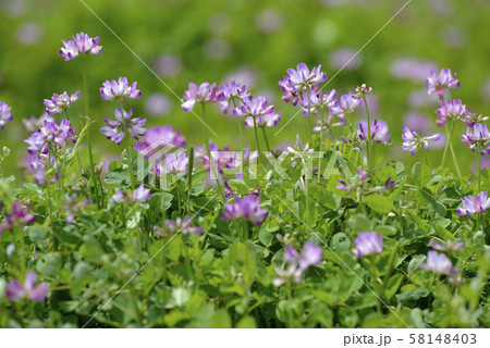 レンゲ畑 レンゲ畑 58148403